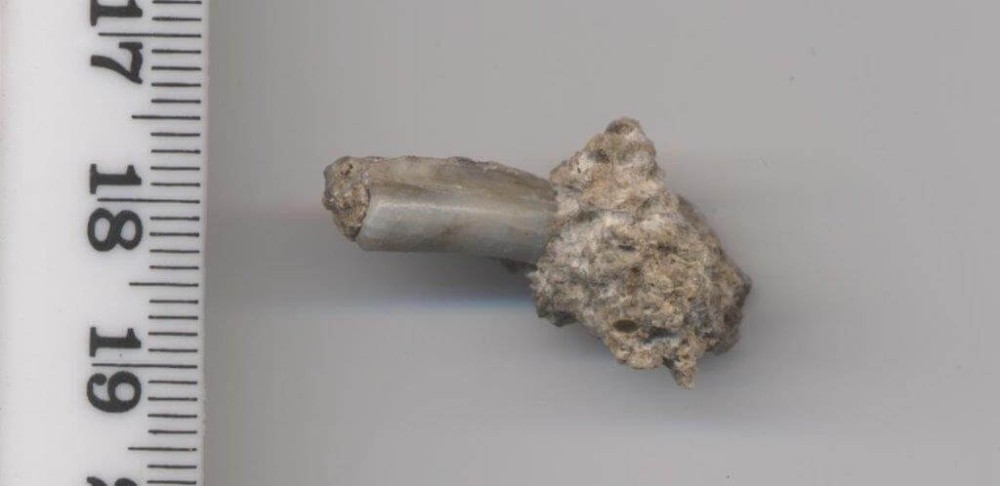 Small-sized bovid tooth from a Florisian assemblage at Lovedale (credit: Maïlys Richard) Small-sized bovid tooth from a Florisian assemblage at Lovedale (credit: Maïlys Richard)