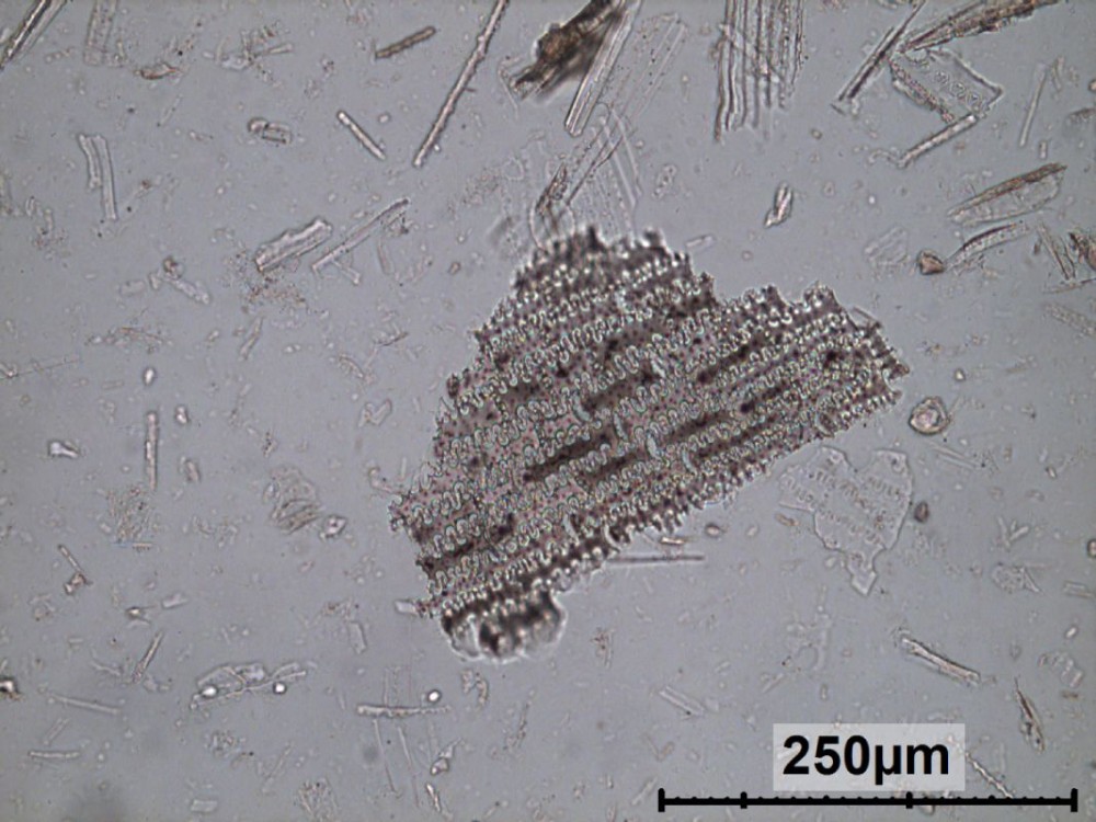 Dendritic phytoliths from cereal husk Dendritic phytoliths from cereal husk